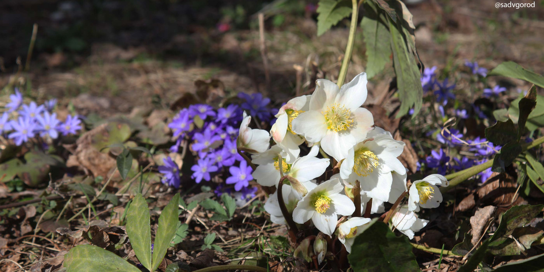 Садовый дневник 30.03.2026