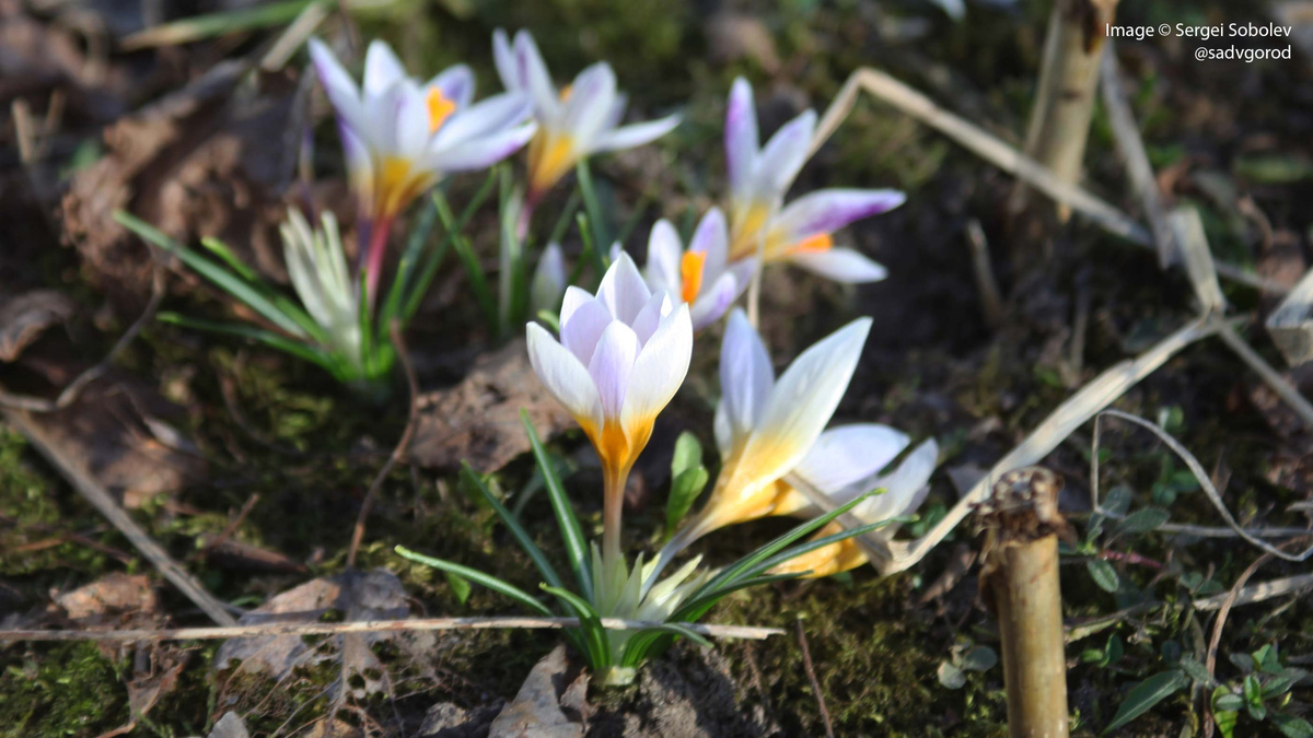 Шафран Зибера (Crocus sieberi) 'Cream Diamond'.