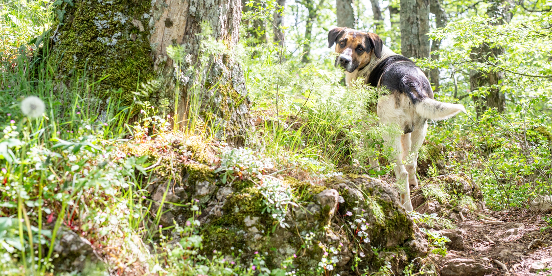Верный страж с глазами, полными надежды