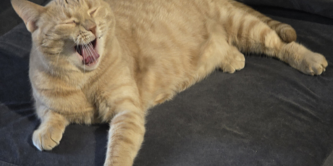 Я не затягиваю, а кот затянул...