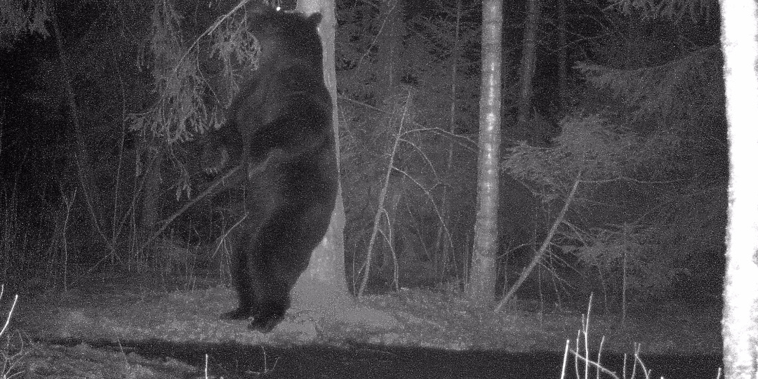 Как медведи "общаются" между собой? Часть 1.