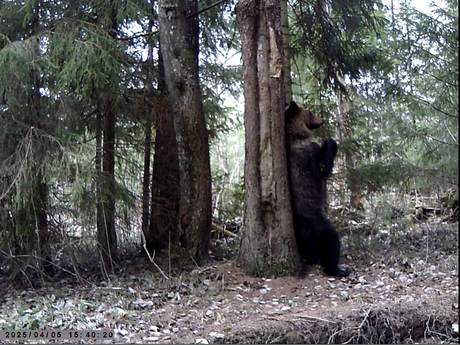 Молодой мишка у сигнального дерева. Фото автора.