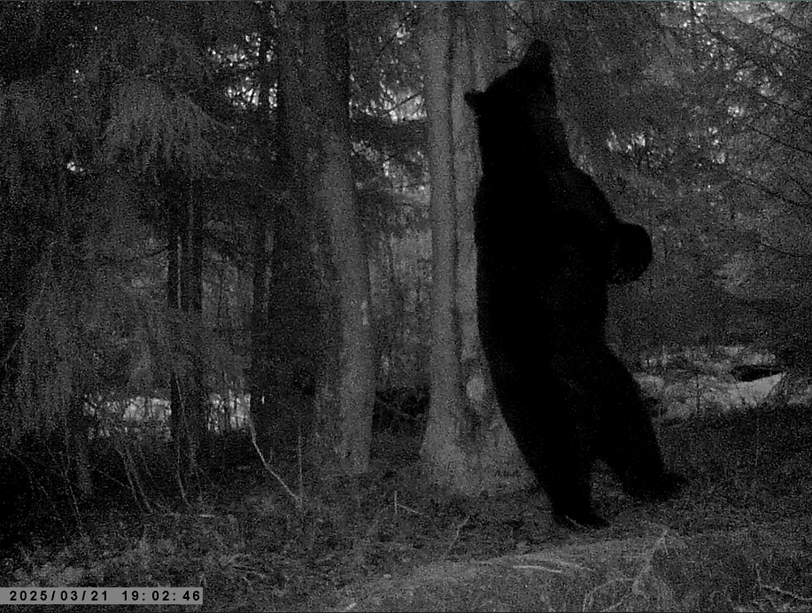 Взрослый самец пришел "отметится у сигнального дерева после зимнего сна. Фото автора.