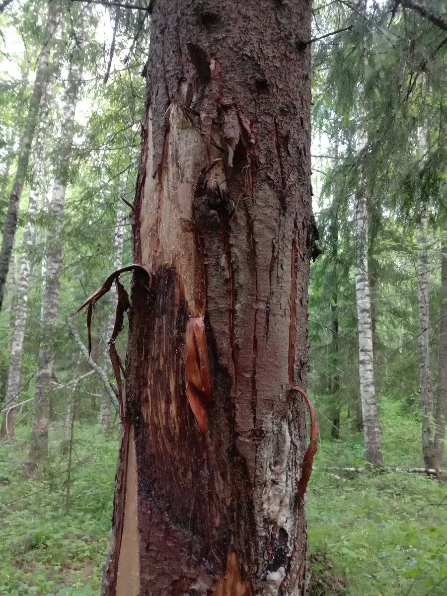 "Задиры" на ели, оставленные "хозяином". Фото автора.