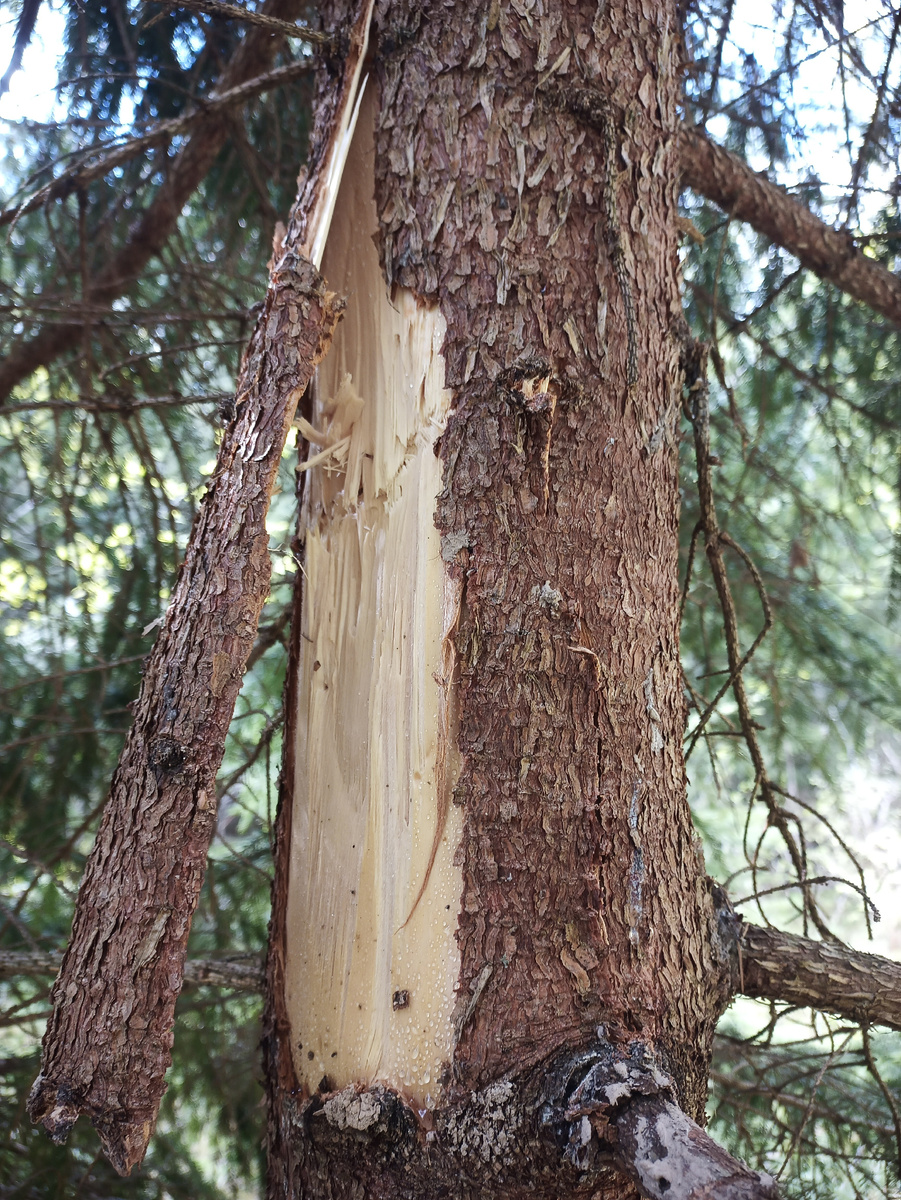 "Закус" на ели, оставленный "хозяином". Фото автора.