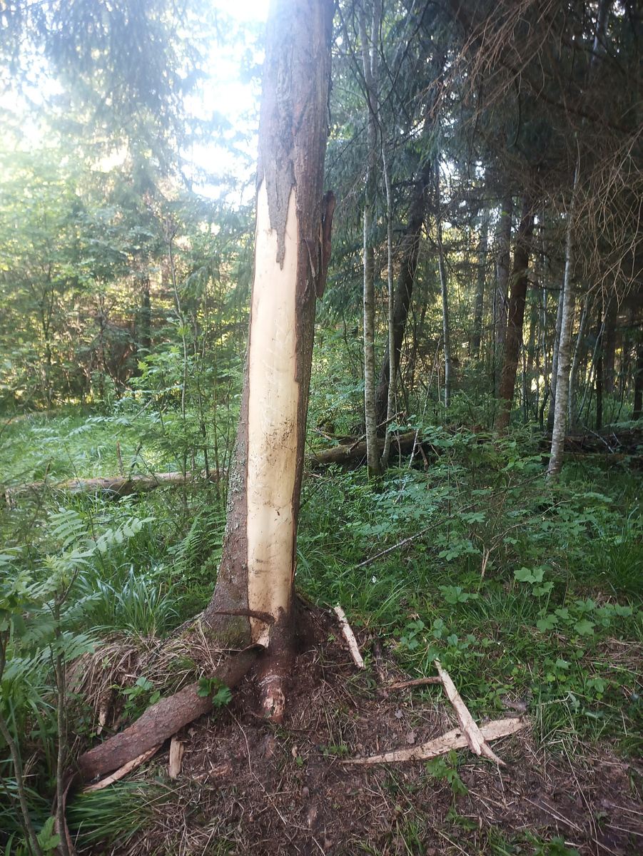 Сильно поврежденная кора ели - работа "хозяина". Фото автора.