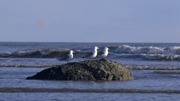    © Sputnik / С. Курников