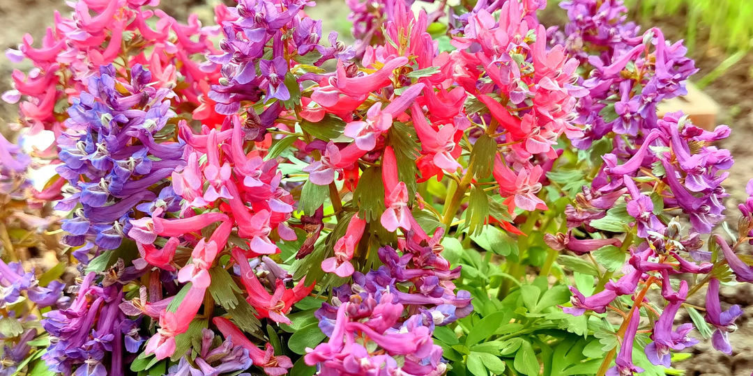 Самый неприхотливый многолетник для сада. Цветет, растет без проблем и без ухода