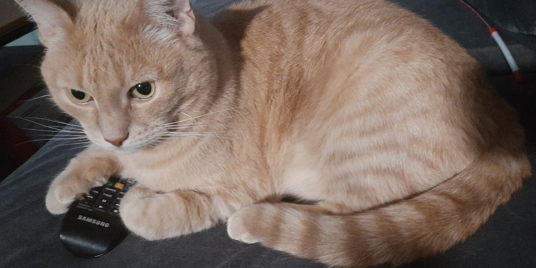 Проблема только в том, что этот кот тоже меня отливно знает...