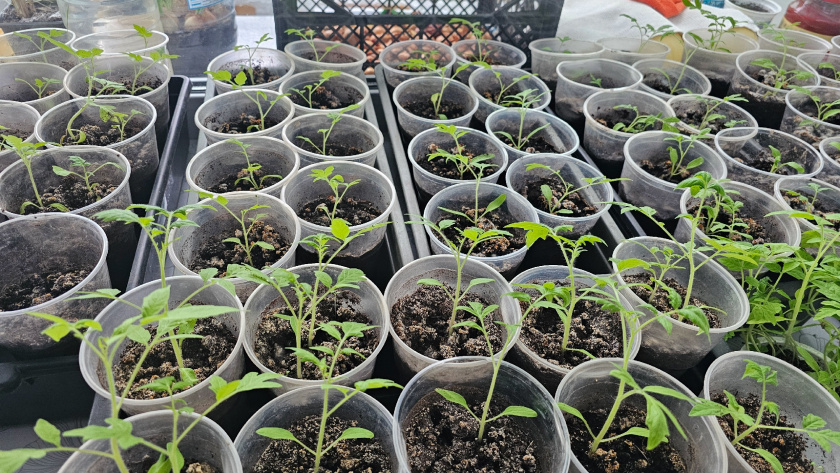    Фото: progorod43.ru