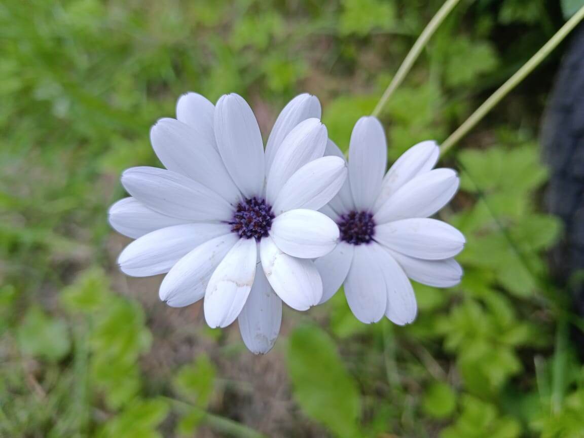 Остеоспермум