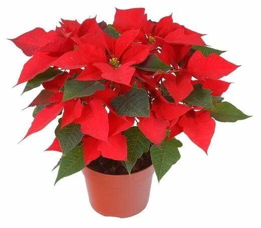 Пуансеттия: Тайна «Рождественской звезды» — от древних легенд до современных подоконников