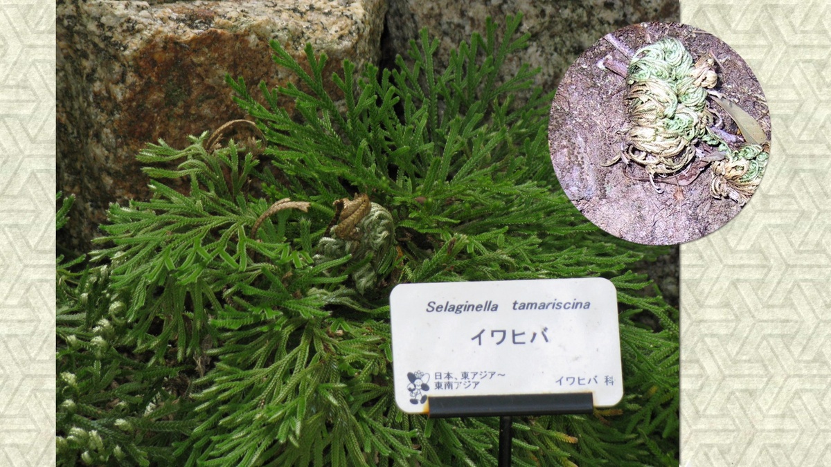 Плаунок ивахиба в зеленом состоянии в Цветочном саду префектуры Осака. Фото: KENPEI. В круглой врезке справа-вверху розетка листьев плаунка в свернувшемся состоянии. Префектура Нагасаки. Фото: Chris 73. Лицензия обоих фото: CC BY