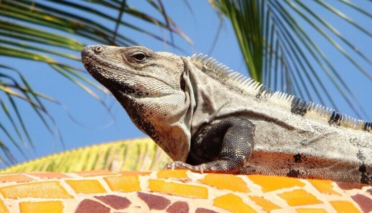    Совершенная красота. Где найти друга? Фото: по лицензии CC0 Pxhere.com