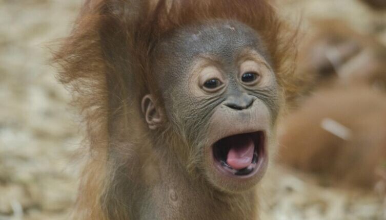    Смех и обезьяны в объективе настоящей науки: есть ли польза в смехотерапии? Фото: по лицензии CC0 Pxhere.com