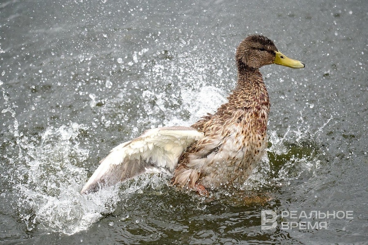   Динар Фатыхов / realnoevremya.ru