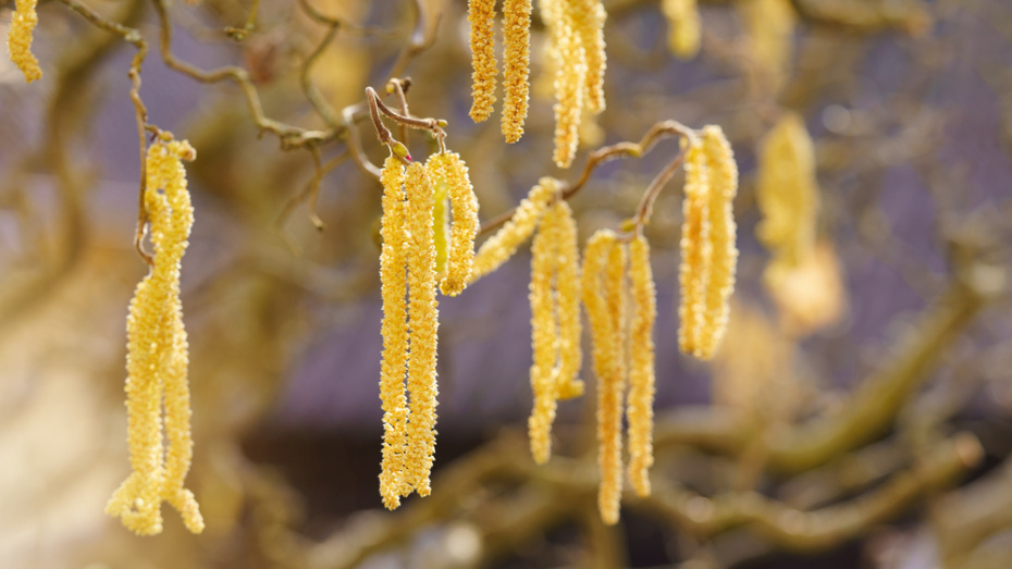    Shutterstock/FOTODOM