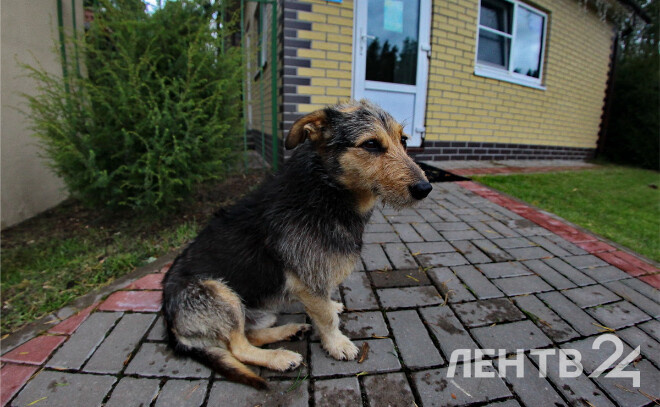    © Анастасия Илюшина / ЛенТВ24, архивное фото