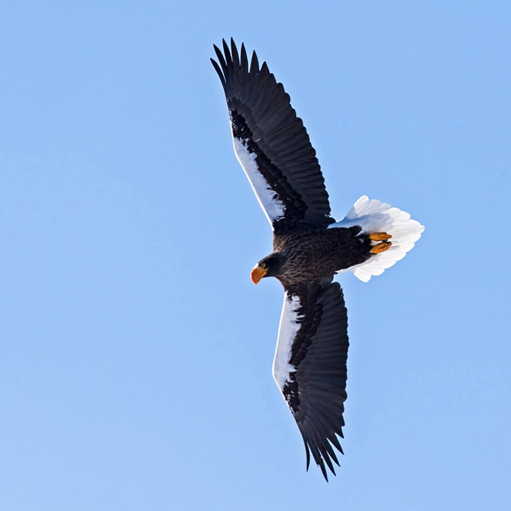    Белоплечий орлан. Фото: Геннадий Юсин
