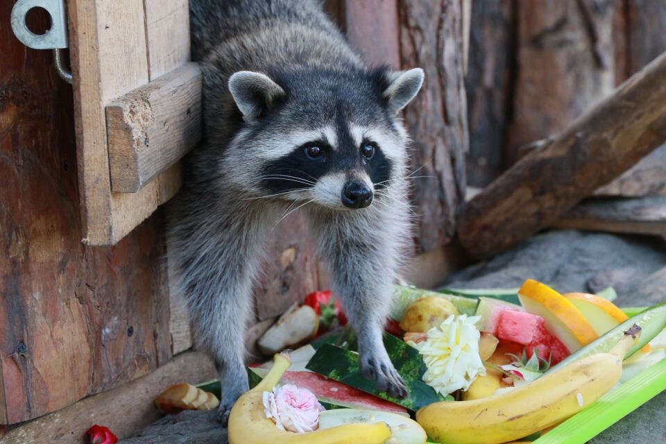    Енот. Фрукты. Источник: Олег Укладов