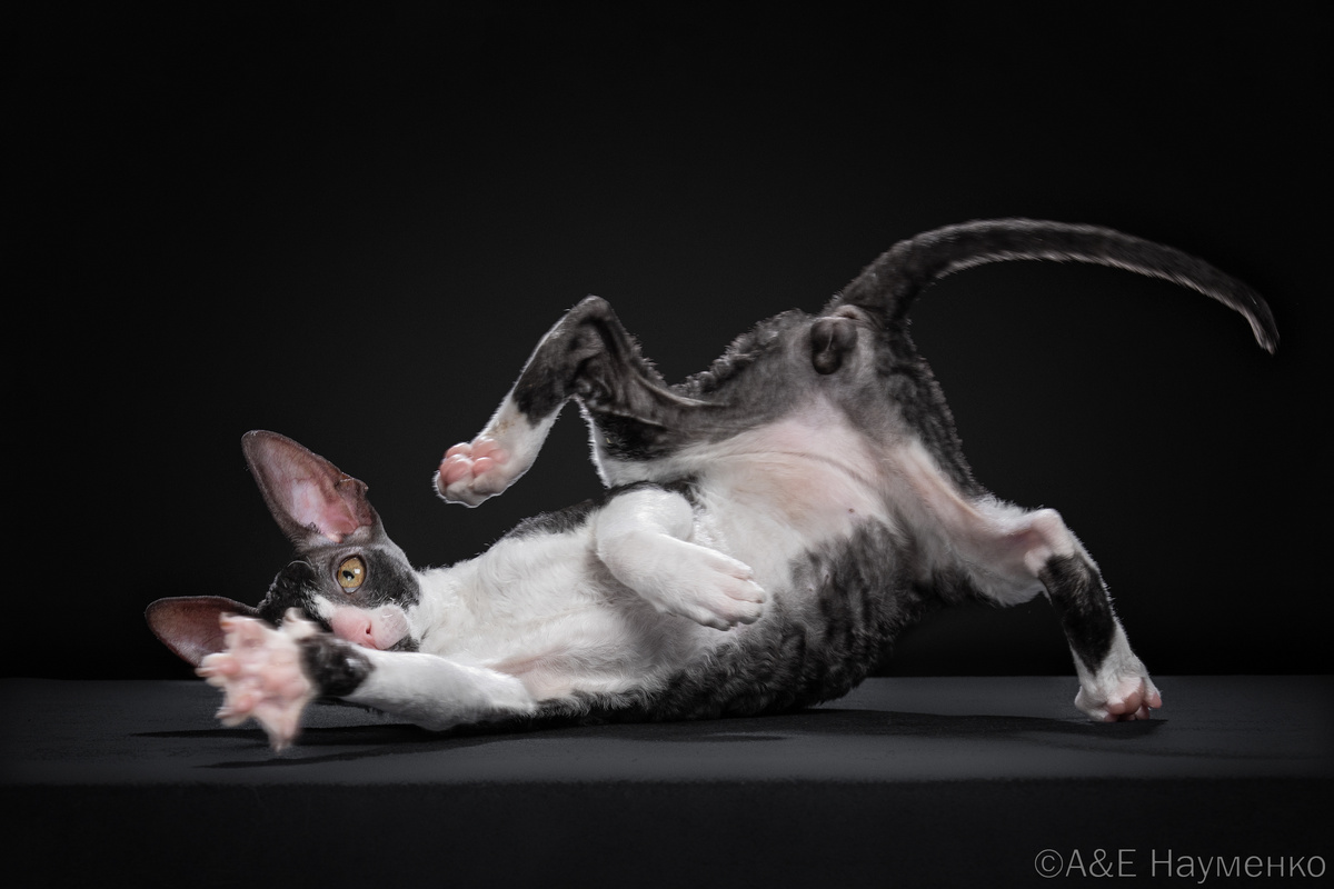 Корниш-рекс из питомника ShabbyMur: «У меня вообще костей нет! Не то что какой-то там ключицы!»