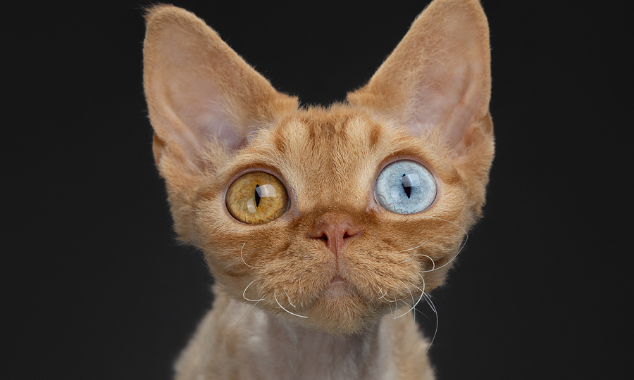 Кот или не кот: 7 фактов о пушистых, в которые трудно поверить (а зря!)