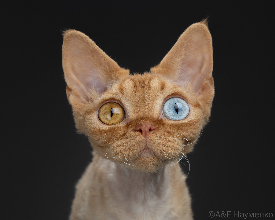 Девон-рекс, питомник Samgina Pro