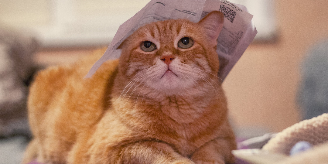 Как лучше всего назвать кошку? - 4 правила идеального имени