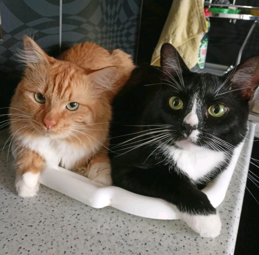 Проша и Тесла вместе.