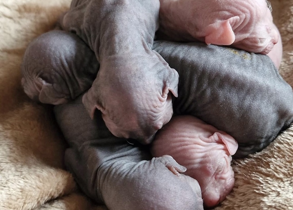 Котята прощупывают границы допустимого в играх с сородичами. Оптимальный вариант - выбирать котенка старше 3 месяцев 