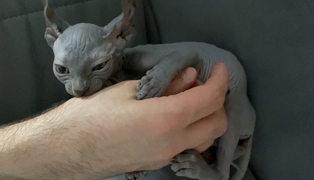 Наша Эль в детстве постоянно грызла руки, но нежно, это не было проблемой и не закрепилось в поведении