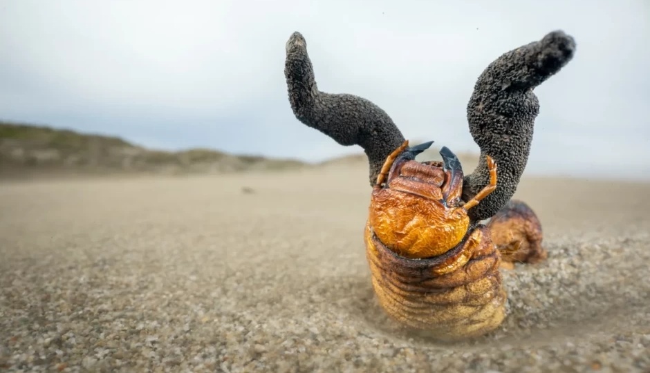 Кордицепс: Хищный гриб создаёт зомби из насекомых. Весь цикл страшного паразита