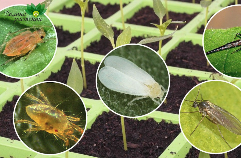 Яндекс. Картинки