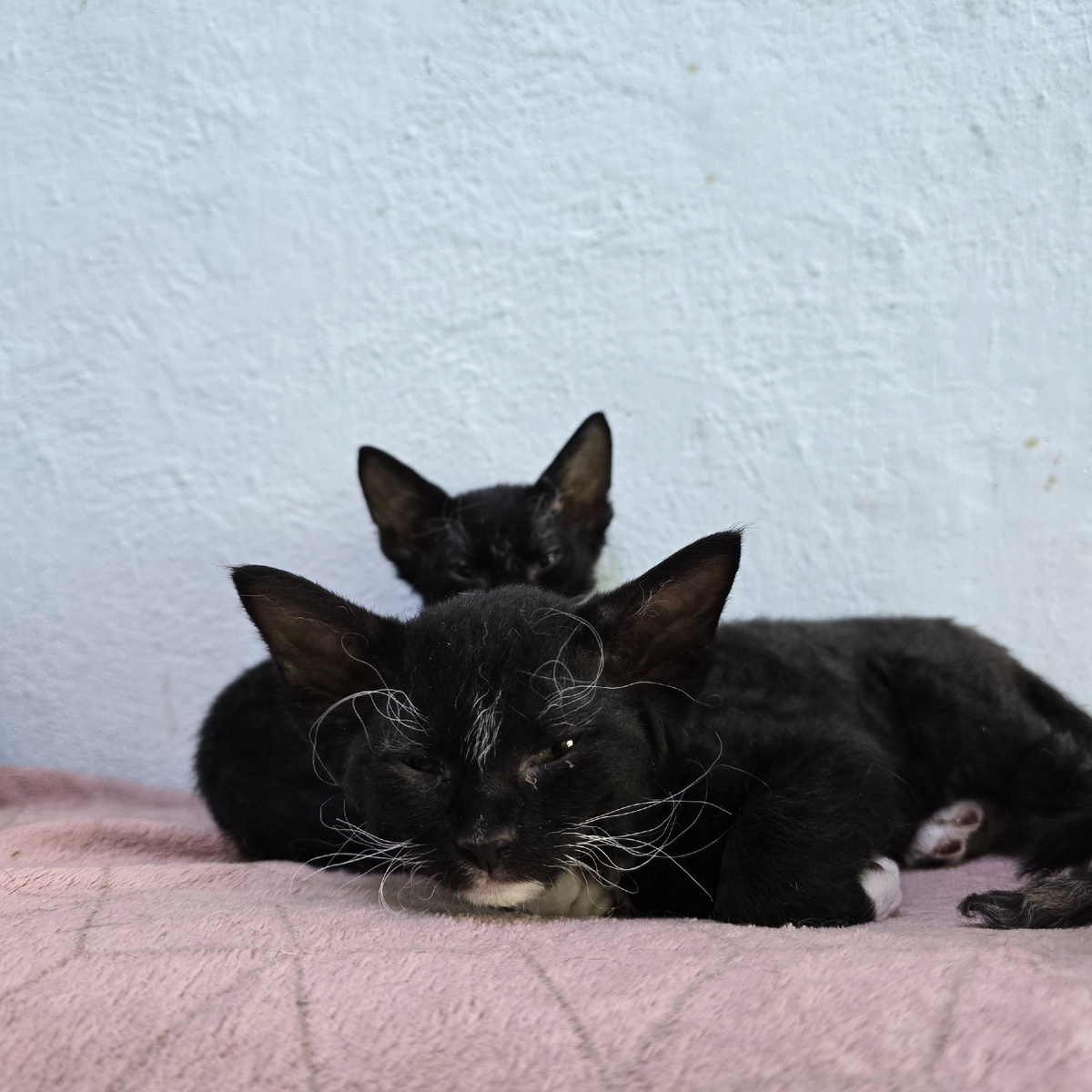 или так выглядит кошачья бабочка? 