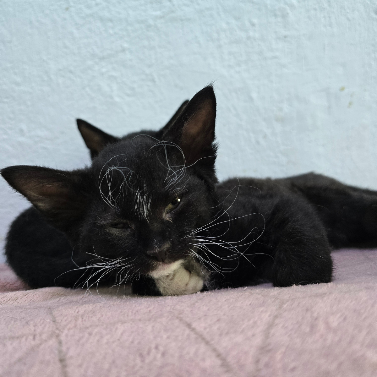 бабочка пошла на посадку