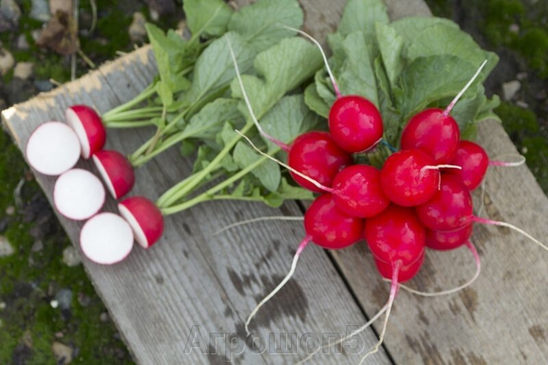 Яндекс. Картинки