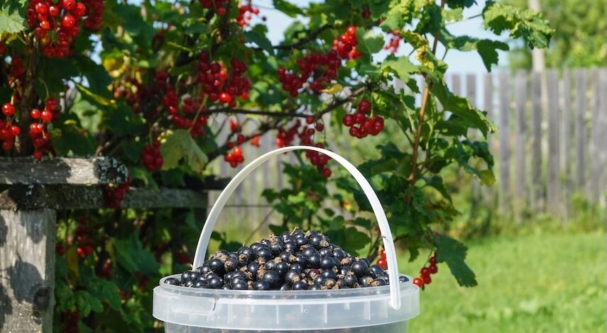 Подкормка смородины весной в апреле: сроки, схемы и лучшие удобрения