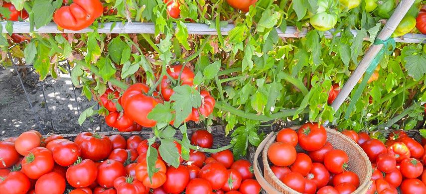 Топ-7 советов, как улучшить урожай помидоров в 2026: личный опыт агронома-любителя🍅