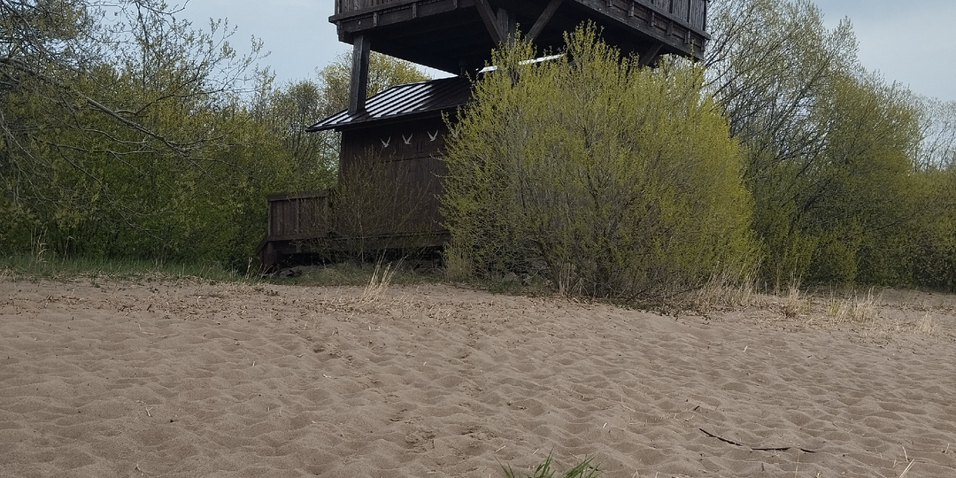 Туристы в Кронштадте. Западный Котлин. Прошлись по эко-тропе, поднялись на орнитологическую вышку с видом на Финский залив