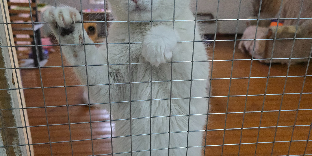 Когда ты палач, а должен быть спасителем