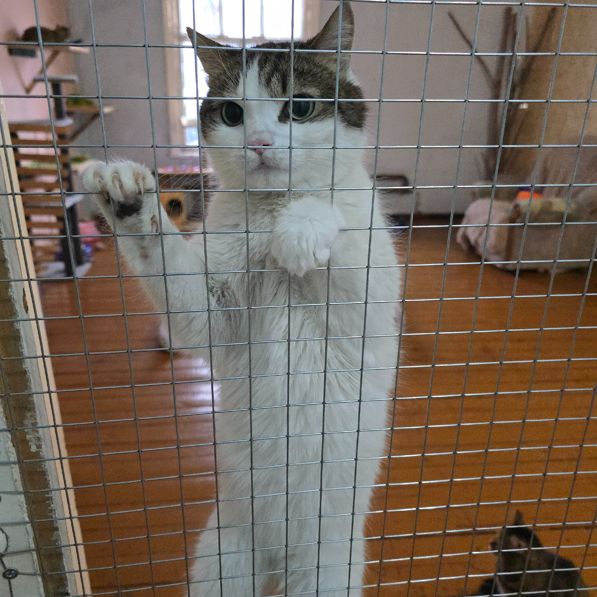 Саруман всегда так встречает, висит на решетке двери