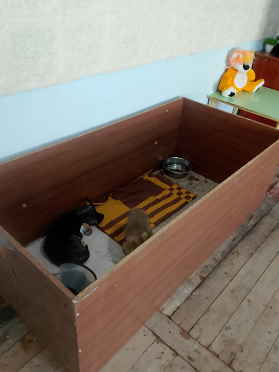 места нет в приюте. спрятали там, где нет животных ... в "приёмной", которую никогда наверное не достроим