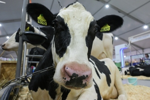 Депутат обвинил англосаксов в массовом забое российского скота