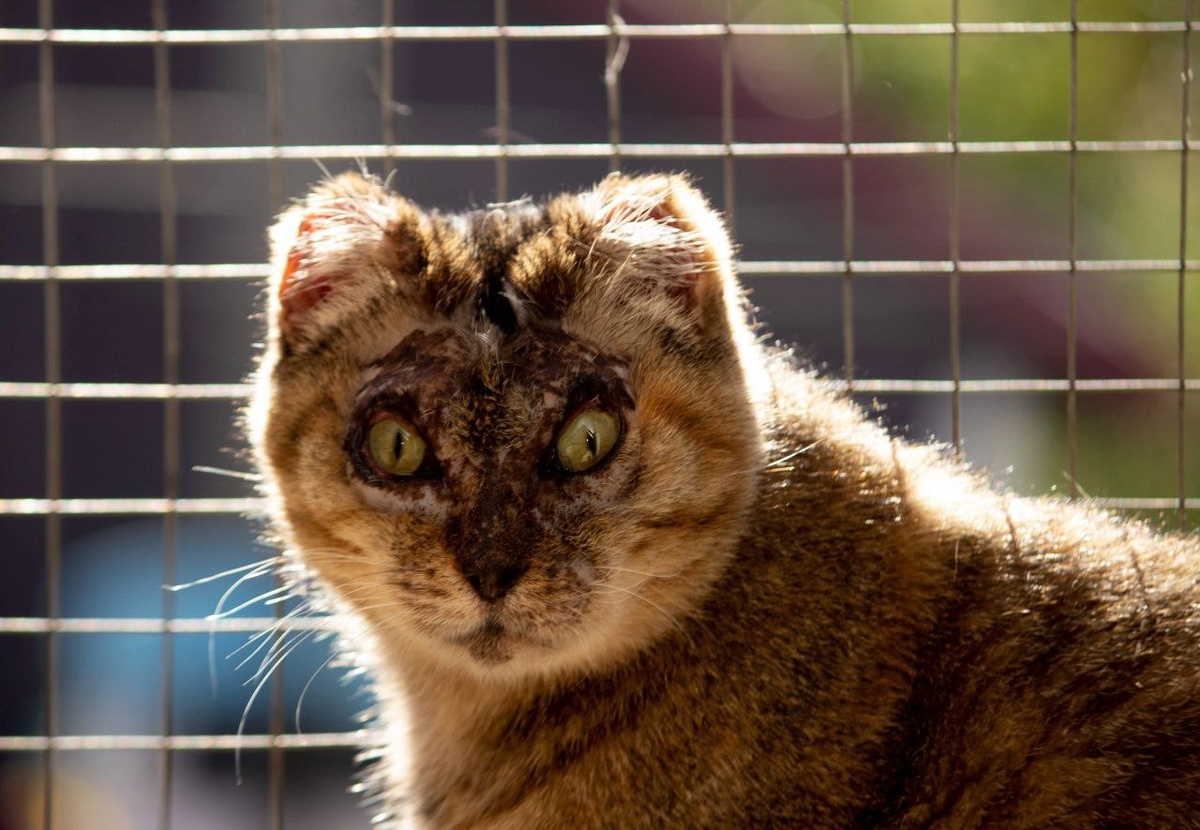 Фиона в Центре