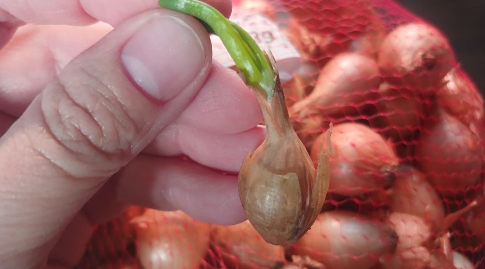 10 правил, которые я всегда соблюдаю при посаде лука весной для богатого урожая