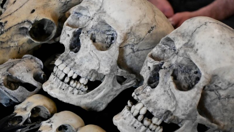     Егор Губарев. Черепа из пластика Фото: Егор Губарев