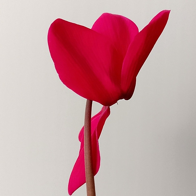 Вот как ставить щелбан этому хрупкому цветку, а приходится 😁