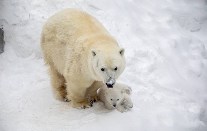 Фото: Новосибирский зоопарк.