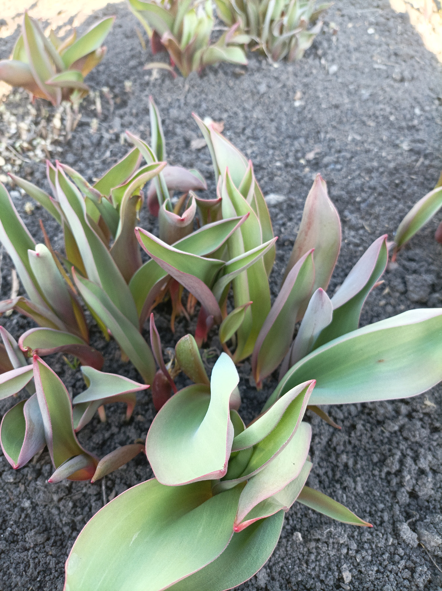 Ждём появления цветочных стрелок