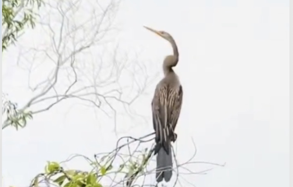 Змеешейка отдыхает на дереве
